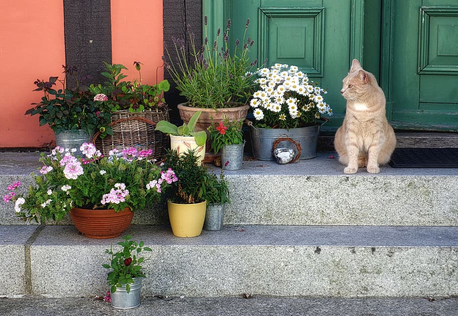 cat, house, input, pet, atmosphere, mammal, plant, pets, domestic HD wallpaper