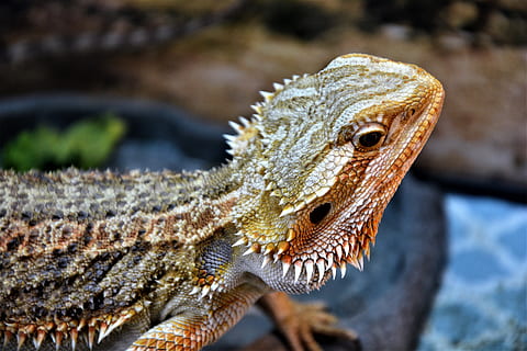 bearded dragon, lizard, sharp, spurs, reptile, head, alert HD wallpaper