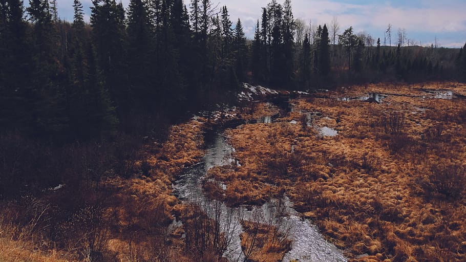 trees, forest, snow, spring, swamp, river, water, flow, grass HD wallpaper