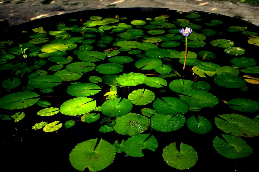 fiji, lily pad, flower, leaf, plant part, growth, water, beauty in nature HD wallpaper