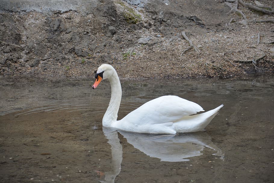 swan, lake, reflection, animals, animals in the wild, animal themes HD wallpaper