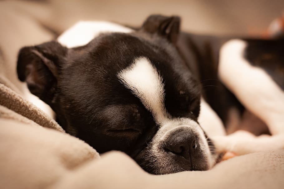 Close-UP Photo of Black and White Boston Terrier Sleeping, adorable