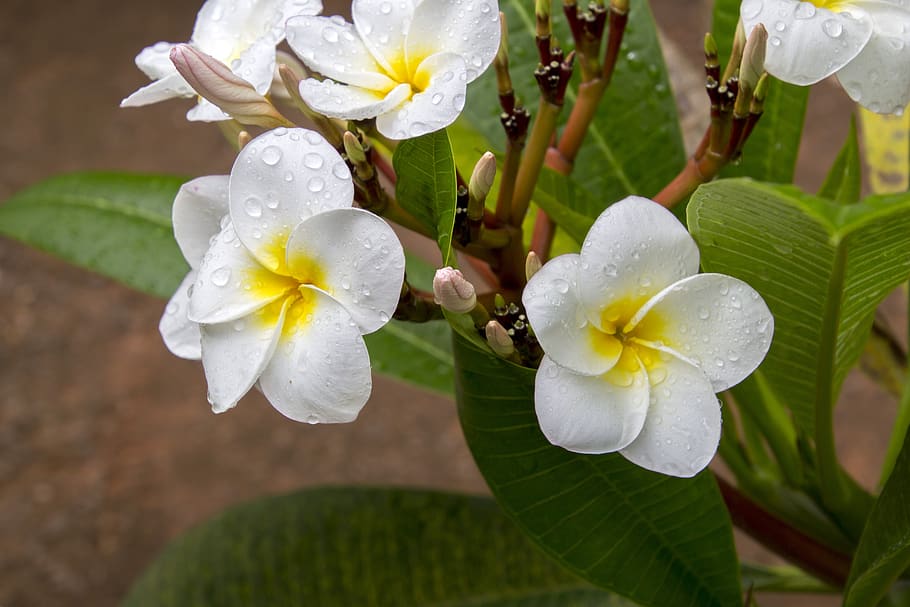 flower, nature, plant, leaf, garden, botanist, beautiful, petal HD wallpaper