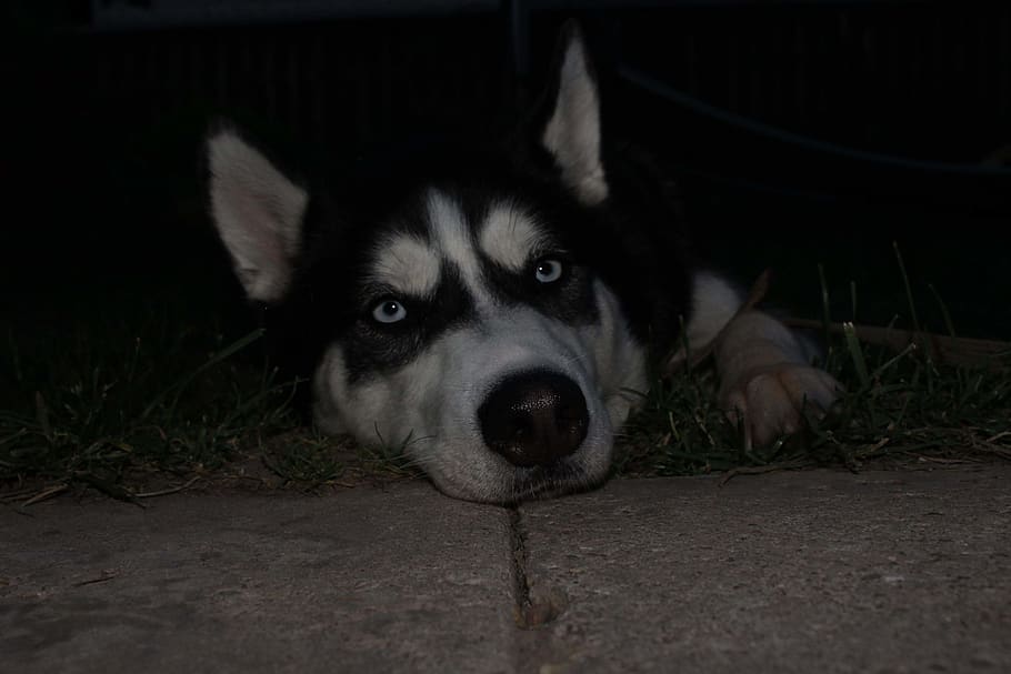 lithuania, #dog, #husky, one animal, canine, domestic, pets HD wallpaper