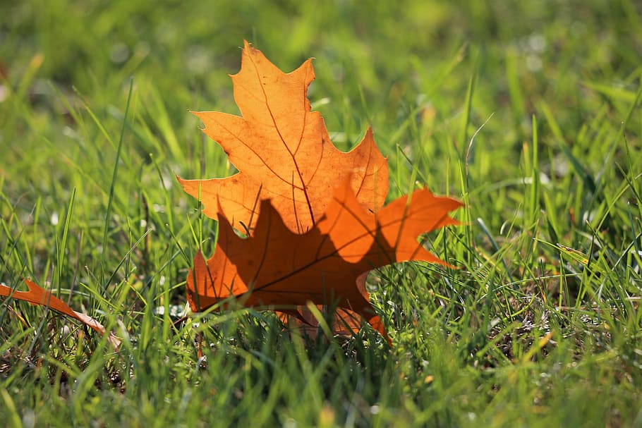 oak, quercus, brown leaf, grass, transparent, autumn, colorful HD wallpaper