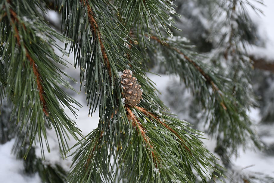 cone, nature, evergreen, snow, pine tree, plant, cold temperature HD wallpaper