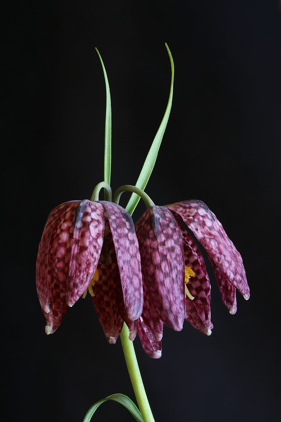 chequered, nature, flower, close-up, studio shot, plant, freshness HD wallpaper