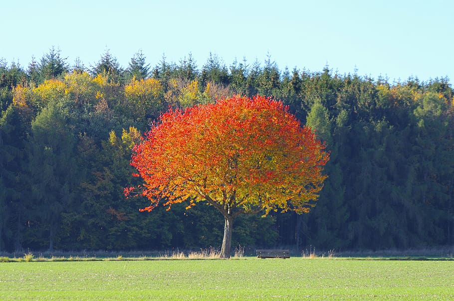 autmn, tree, plant, beauty in nature, change, autumn, growth HD wallpaper