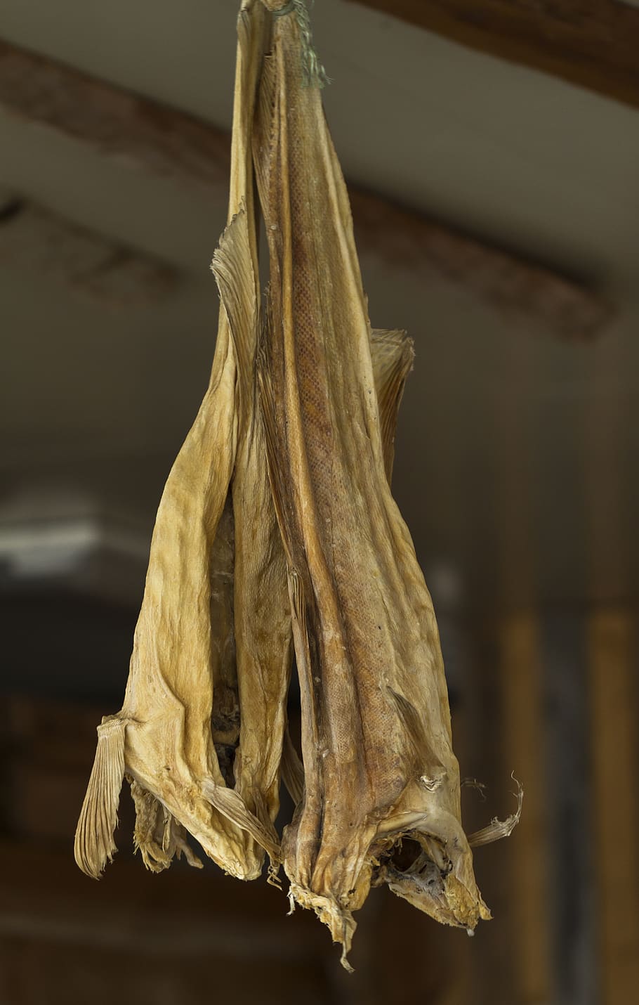 dry, fish, dryfish, stockfish, cod, haning, indoor, food, norwegian HD wallpaper