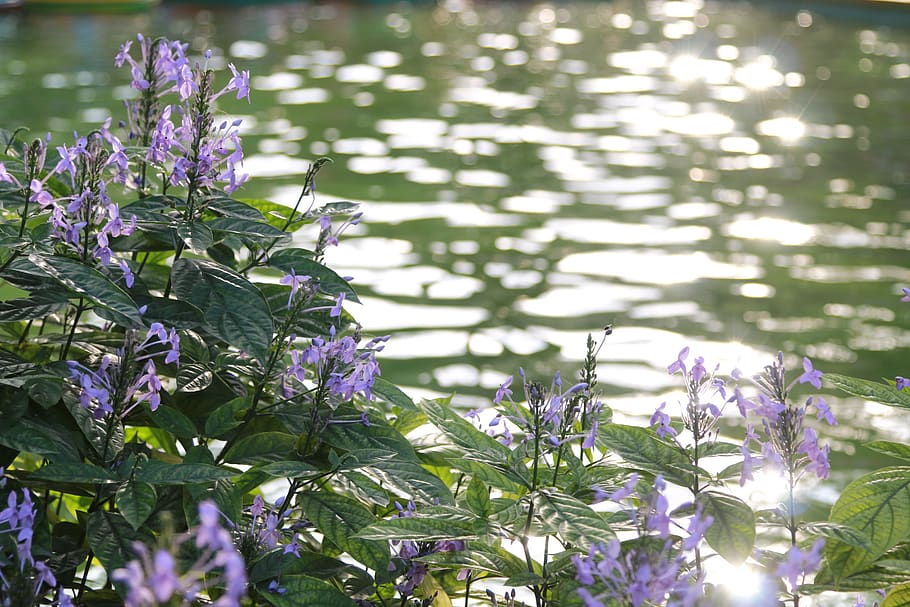 flower, water, nature, evening, scenic, ocean, sunset, sunlight HD wallpaper