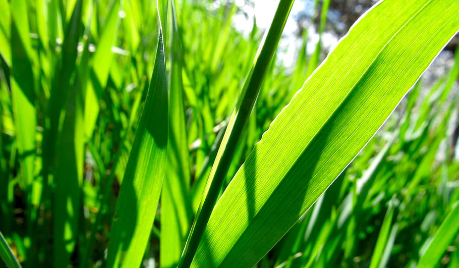 canada, penticton, green, blade, grass, green color, plant HD wallpaper