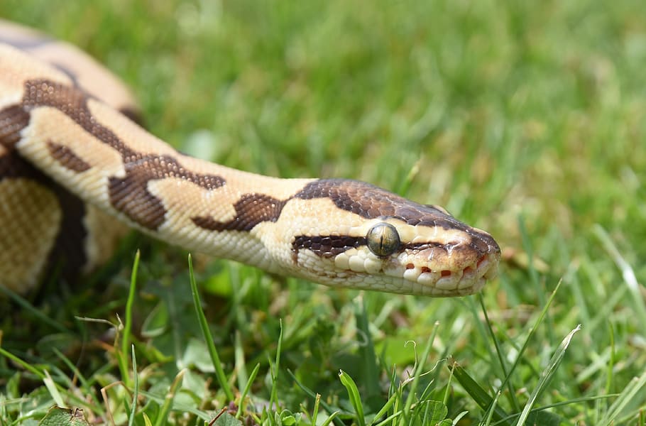 snake, python, reptile, animal, animal themes, one animal, animal wildlife HD wallpaper