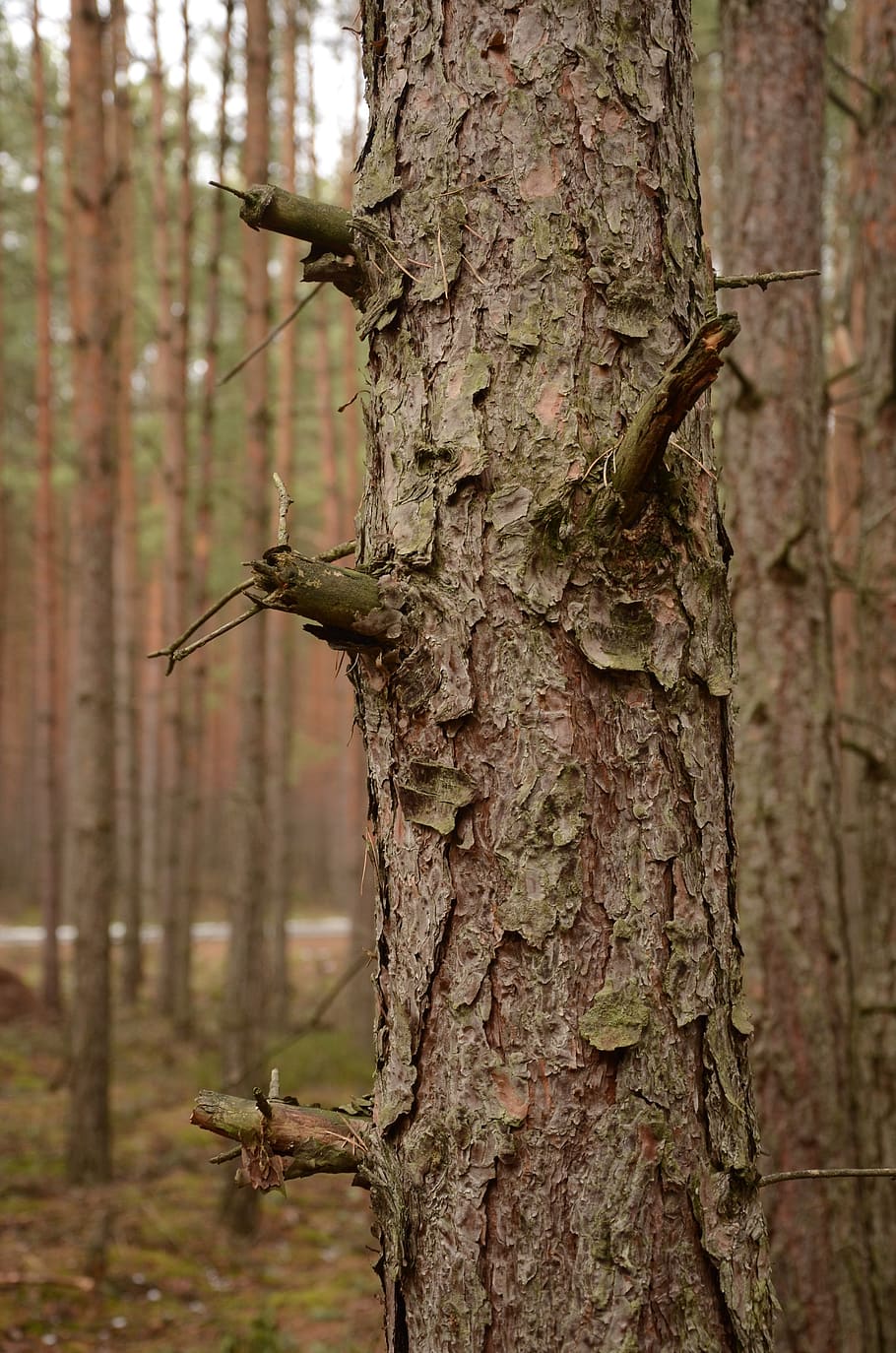 forest, silence, peace, tree, trunk, plant, tree trunk, focus on foreground HD wallpaper