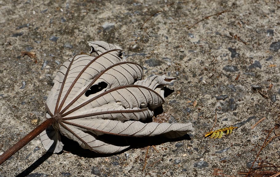 cuba, leaf, beige, animal, animal themes, one animal, animals in the wild HD wallpaper
