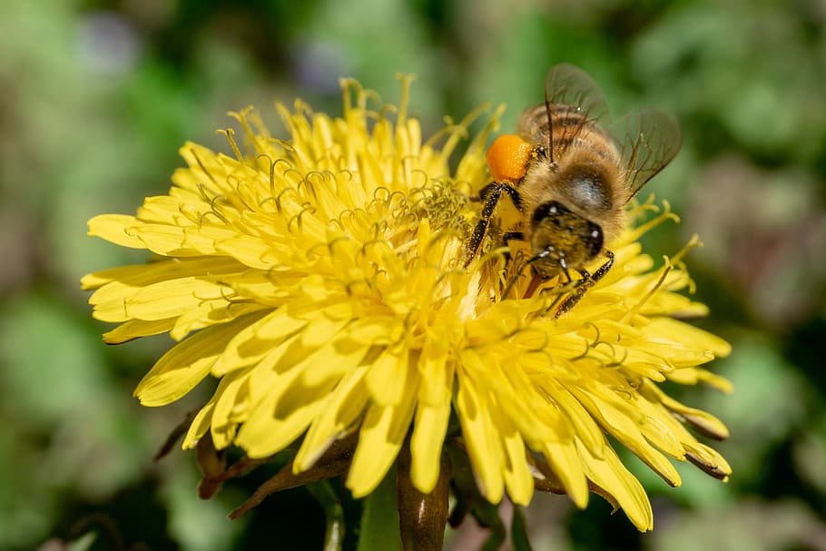 bee, nectar, insect, pollen, blossom, bloom, nature, honey bee HD wallpaper