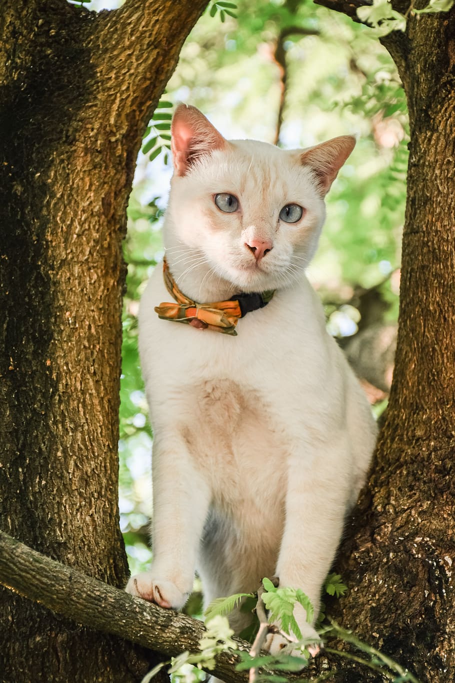 animals, pets, cat, cute, tree, autumn leaves, view, eyes, white HD wallpaper