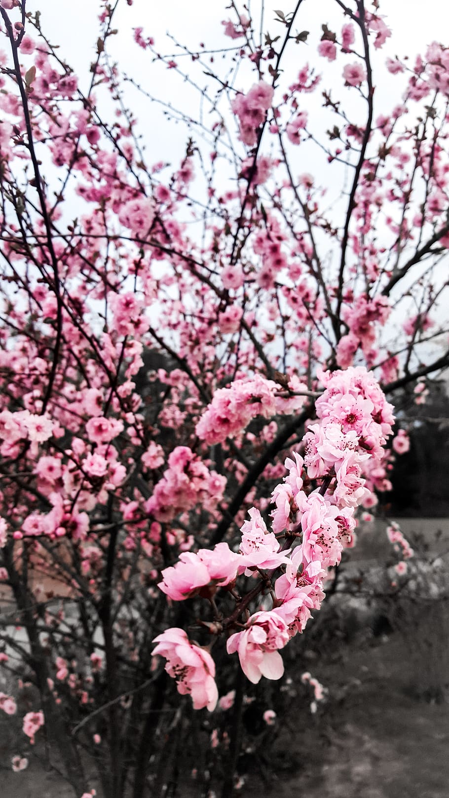 switzerland, courtedoux, pink color, flower, flowering plant HD wallpaper
