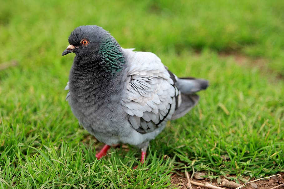 gray pigeon, animal, bird, dove, new zealand, cornwall park, auckland HD wallpaper
