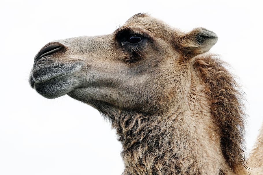 Close Up Photo of Camel, animal, Arabian camel, dromedary, fur, HD wallpaper