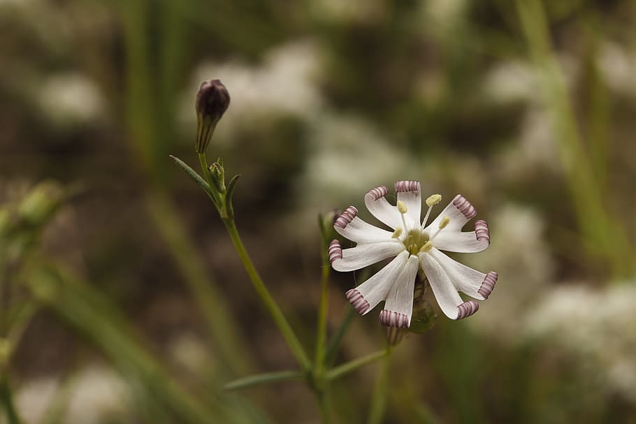 nature, flower, summer, leaf, grass, garden, brilliant, growth HD wallpaper