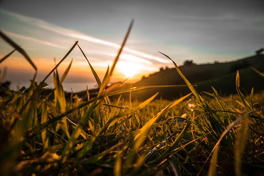 green plant during sunset, sky, beauty in nature, tranquility HD wallpaper