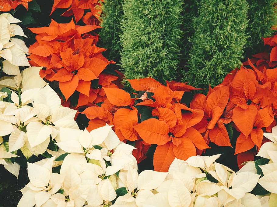 toronto, canada, centennial park conservatory, tree, poinsettia HD wallpaper