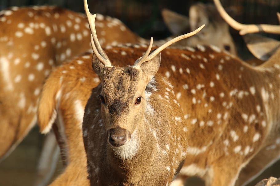 deer, spotted, animal, standing, head, male, animal themes HD wallpaper