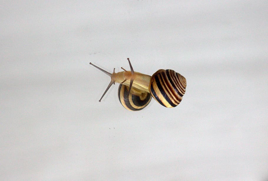 snail, reflection, shell, mirror, my saturday, animal, animal themes HD wallpaper