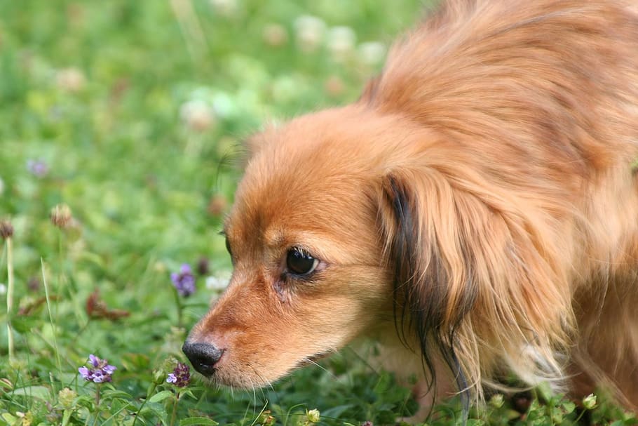 dog, cute, one animal, canine, animal themes, pets, domestic HD wallpaper