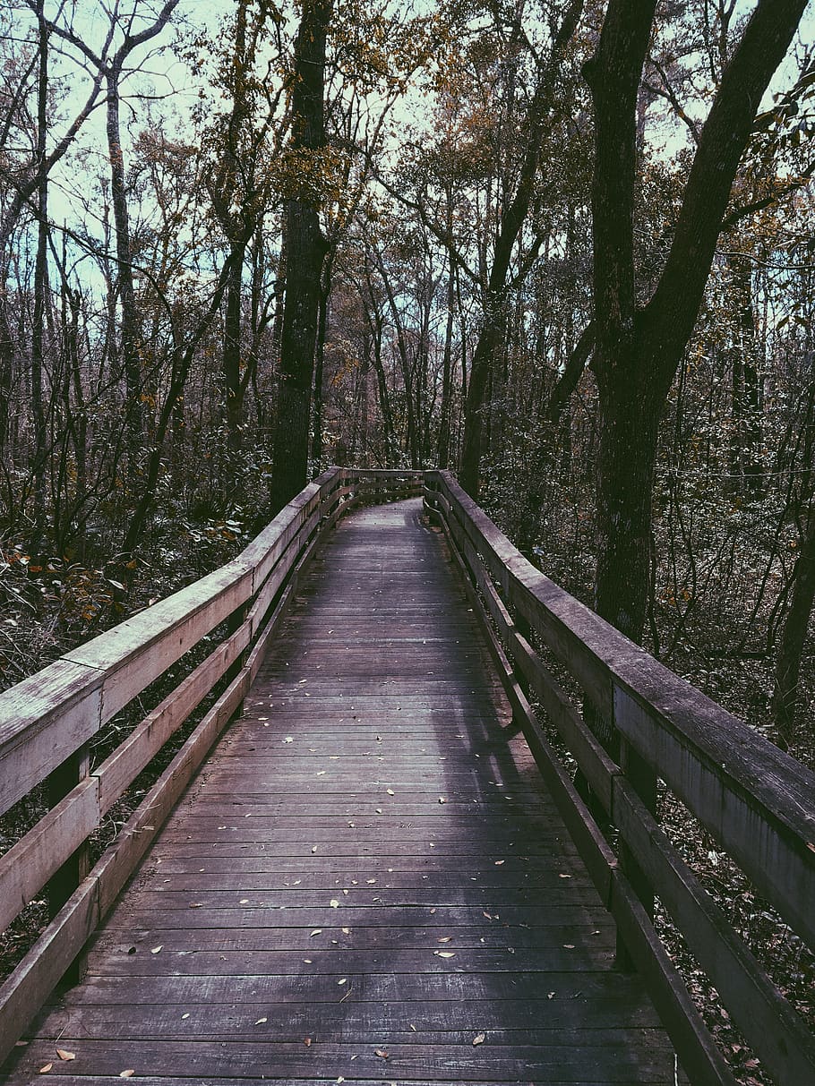 forest, trees, boardwalk, the way forward, direction, plant HD wallpaper