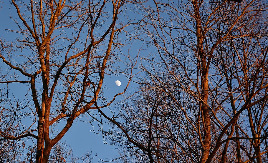 sunset, moon, mystical, tree, sky, branch, bare tree, low angle view HD wallpaper