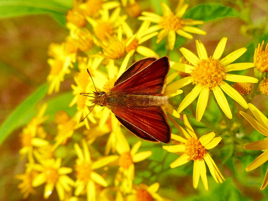 flower, flowering plant, invertebrate, insect, beauty in nature HD wallpaper