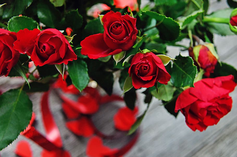 rose, valentine's, valentine's day, romantic, romance, love, HD wallpaper