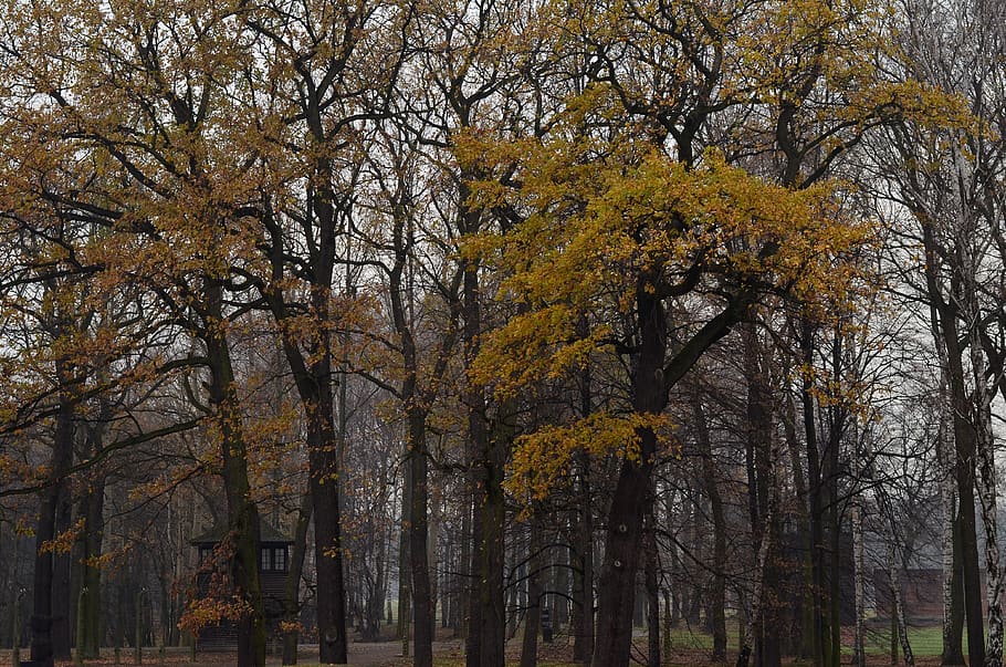 Photo Of Trees, daylight, environment, plant, autumn, change HD wallpaper