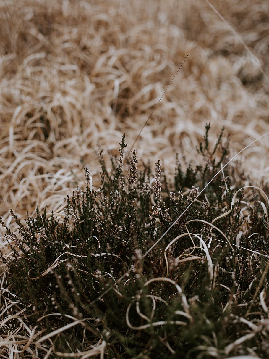 green plants, grass, ice, outdoors, nature, snow, frost, vegetable