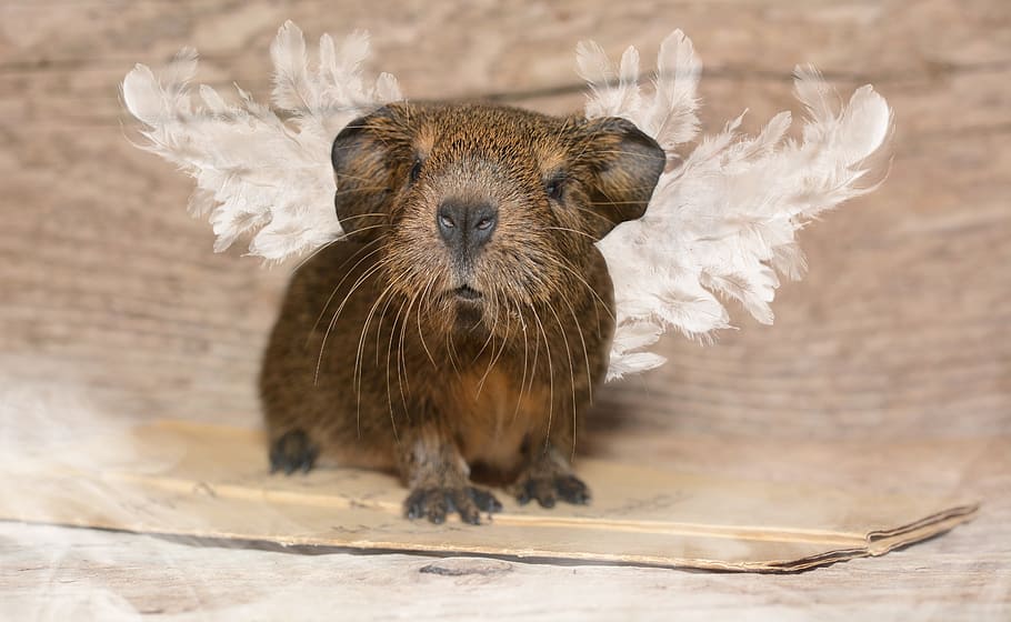 guinea, pig, rat, mice, mouse, animal, mammal, one animal, portrait HD wallpaper