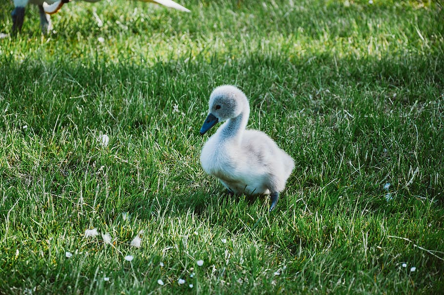 Fletchling on Green Grass, animal, young, vertebrate, animal themes HD wallpaper