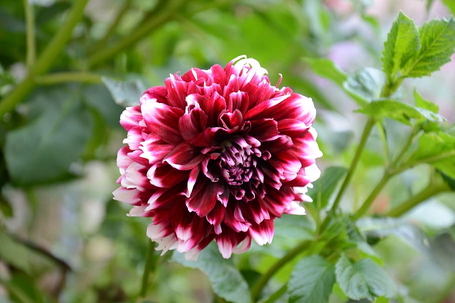 flower, white, red, flowering plant, freshness, beauty in nature HD wallpaper