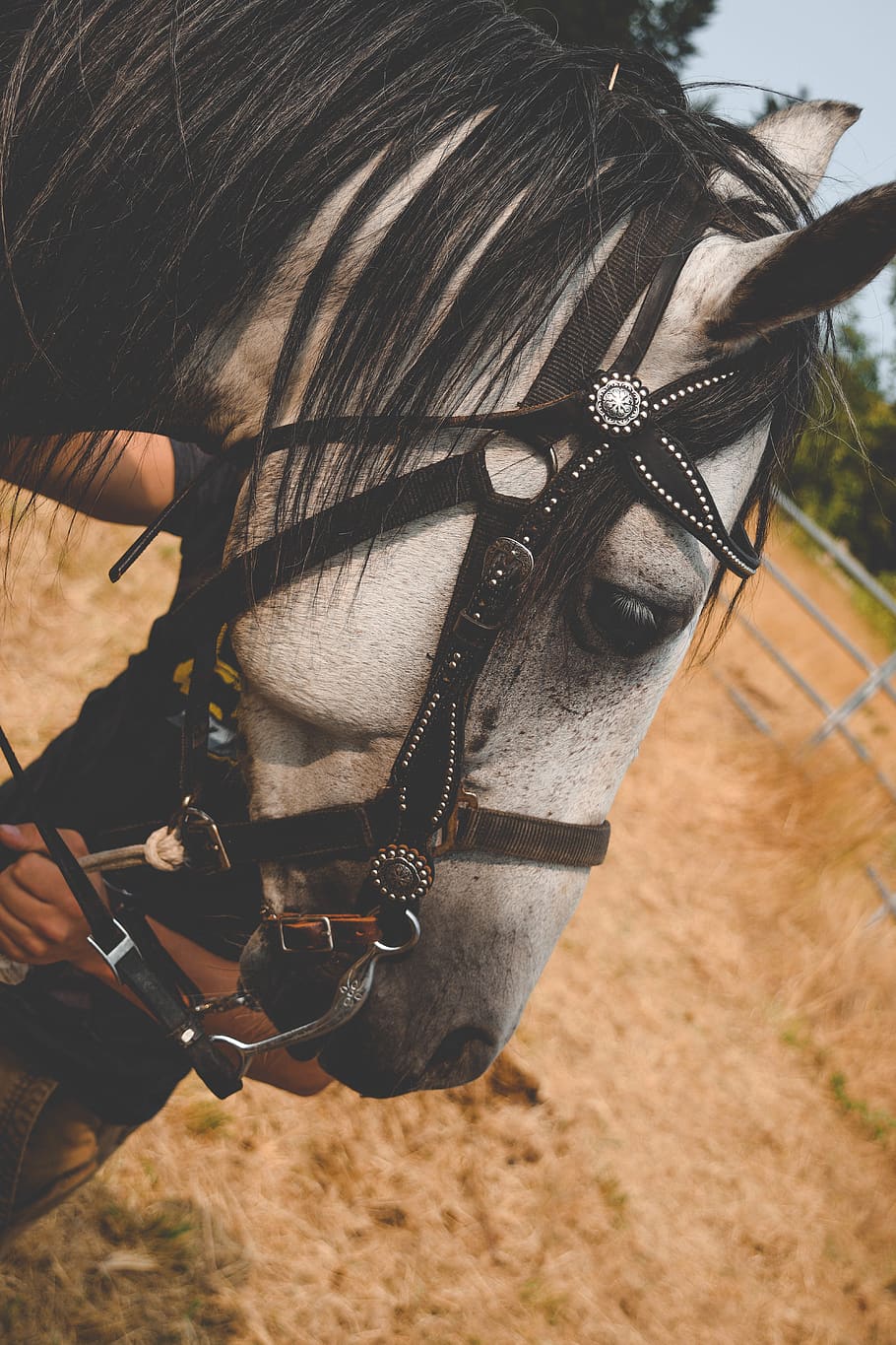 horse, run, fast, crazy, fun, head, alive, wildlife, nature HD wallpaper
