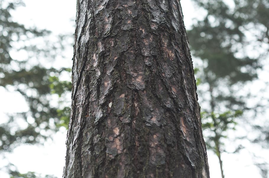 pine, tree, forest, wood, tree trunk, plant, focus on foreground HD wallpaper