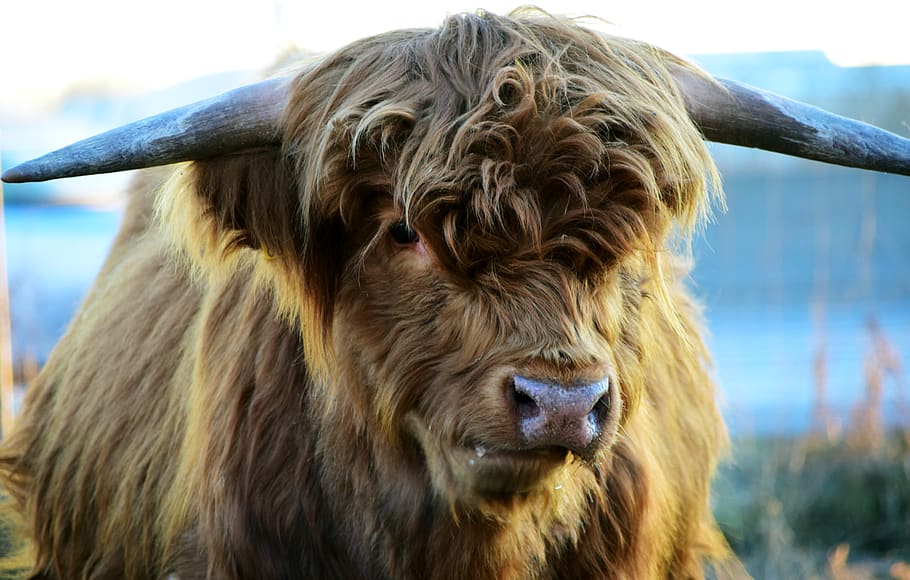 highland beef, cow, scottish hochlandrind, horns, agriculture, HD wallpaper