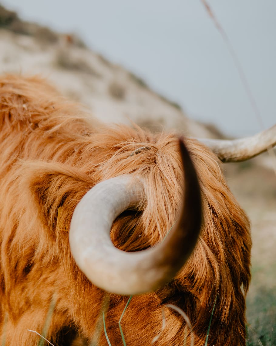 HD wallpaper: selective focus photography of bison, longhorn, animal ...