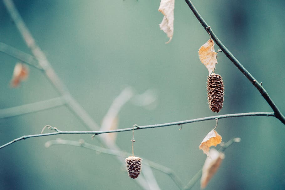 two brown nuts hanging from a tree branch, leaf, plant, eindhoven HD wallpaper