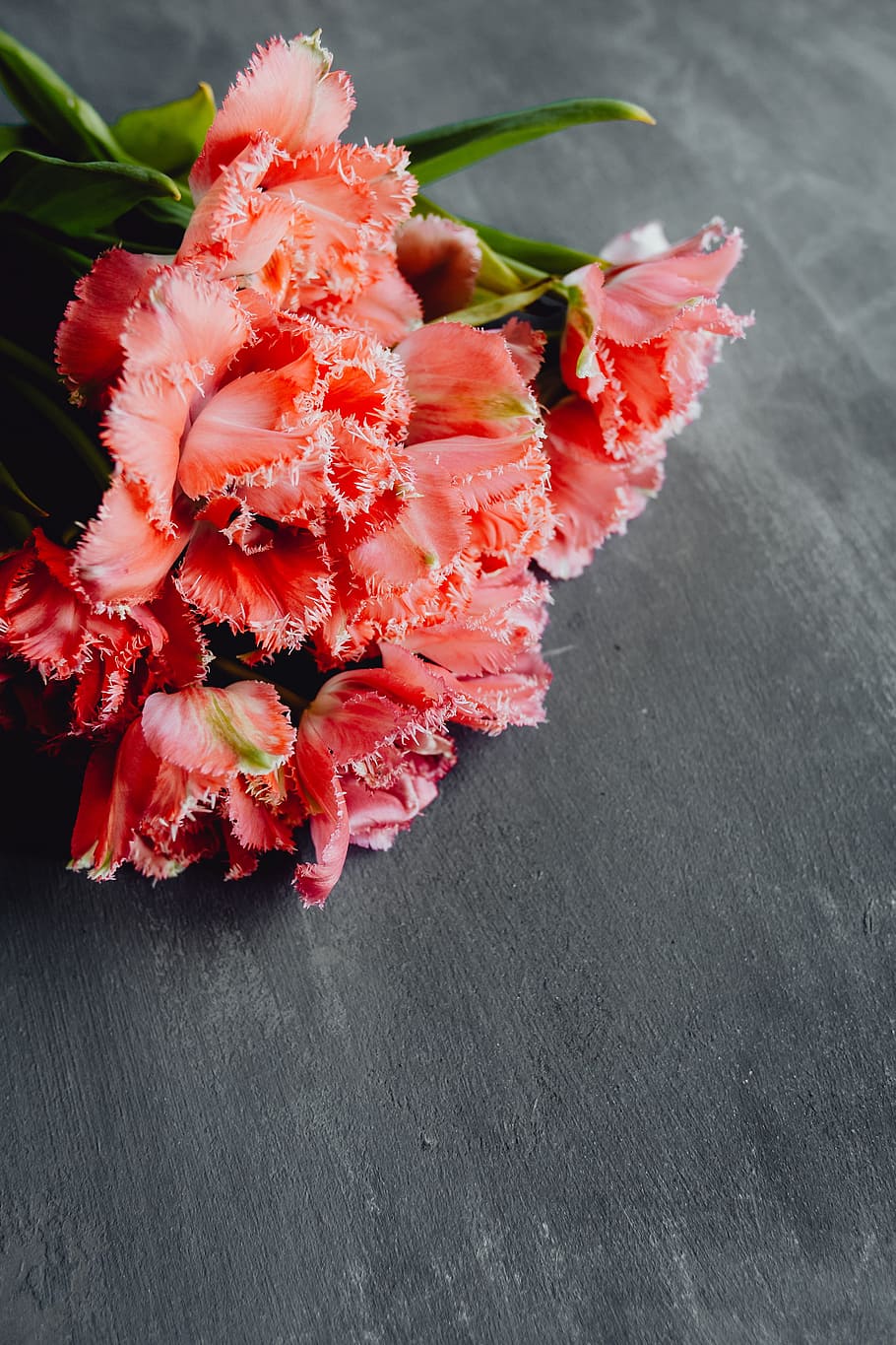 Colorful flowers on grey background with copy space, bloom, floral HD wallpaper