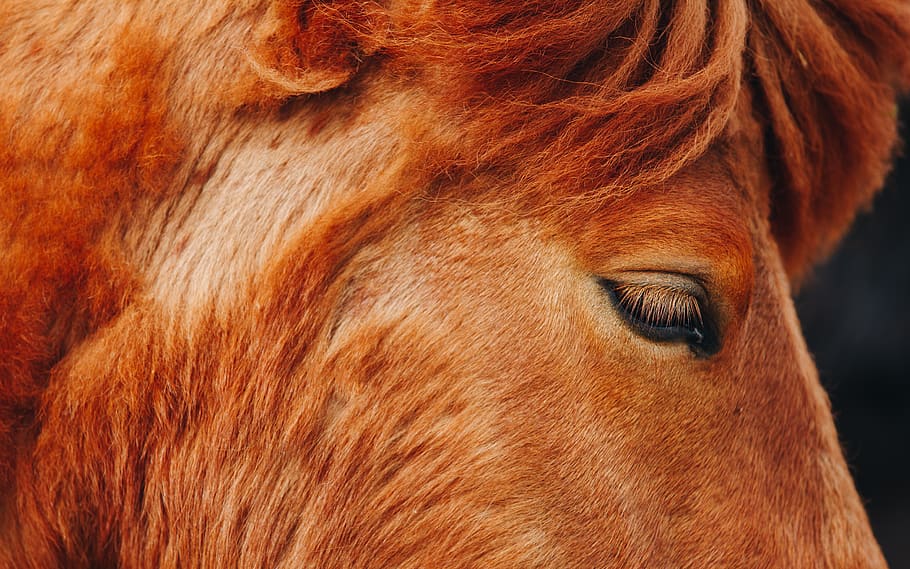 brown horse, animal, mammal, iceland, nature, hair, eye, animals HD wallpaper