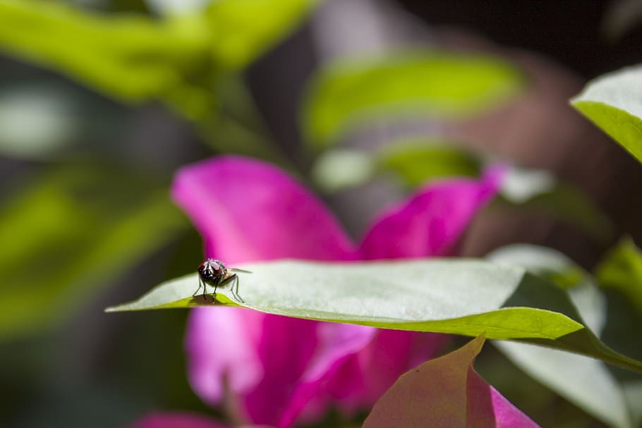 fly, garden, leaf, flower, nature, leaves, floral, green, summer HD wallpaper