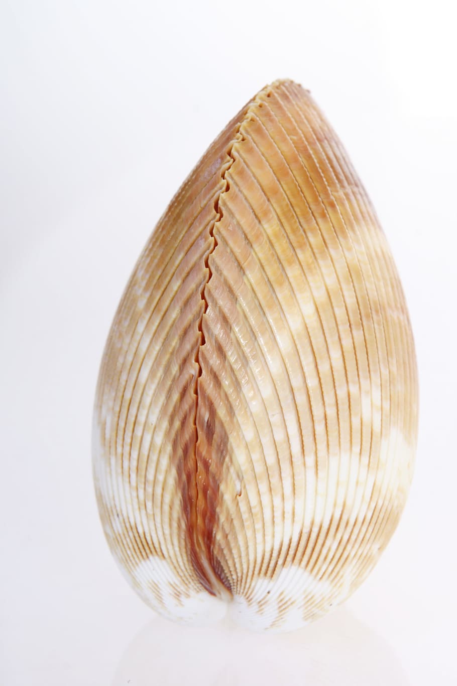 bone, close-up, closeup, coast, coastline, cockle-shell, conch HD wallpaper
