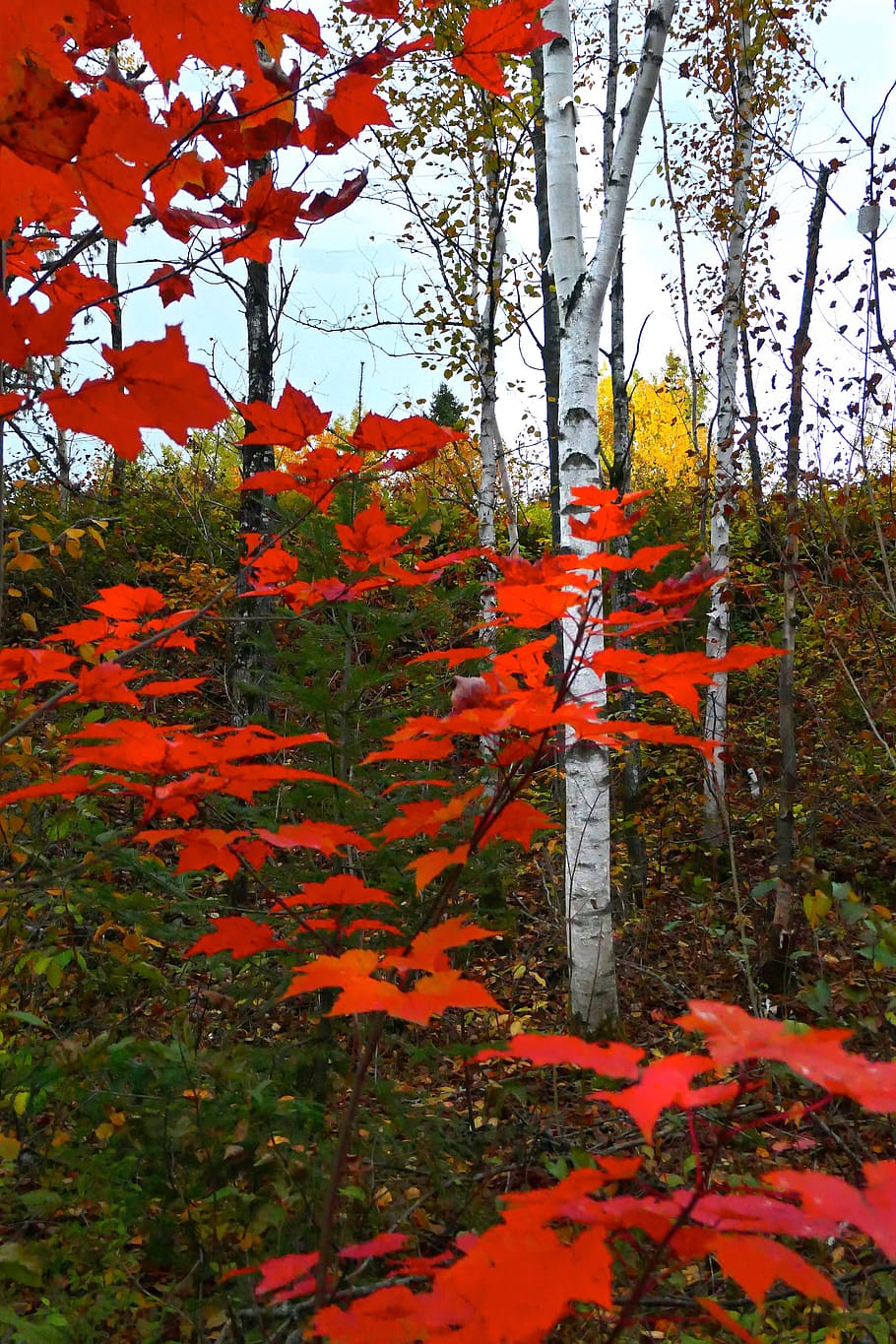 leaves, fall, birch, colorful, colors, forest, red, mood, season HD wallpaper