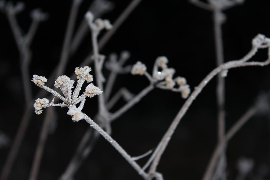 Close-up Photo of White Stem, branch, cold, flora, flower buds HD wallpaper