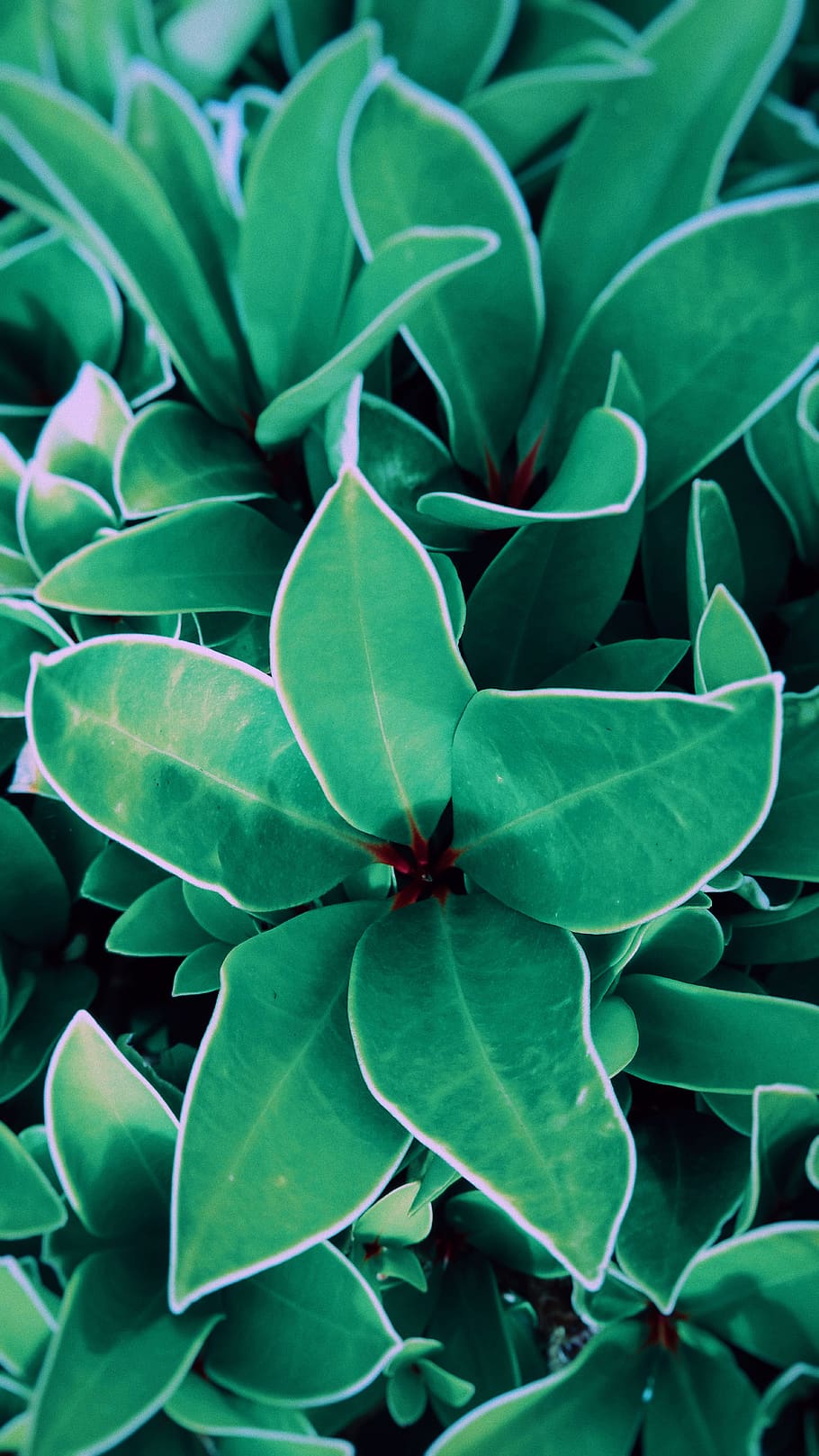 plant part, leaf, green color, growth, beauty in nature, full frame HD wallpaper
